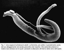 schistosomi